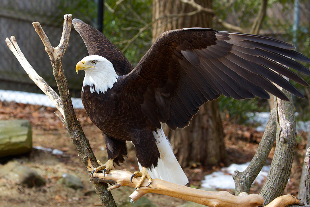 Bald Eagle